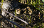 Mallard Ducklings